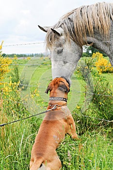 Boxer dog making friends with a horse