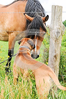 Boxer dog making friends with a horse