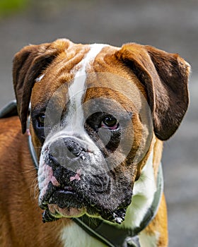 Boxer dog with moody expression in the sunlight.