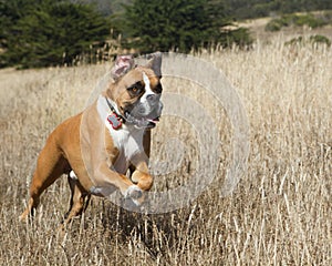 Boxer Dog in Motion