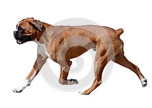 Boxer dog in motion isolated