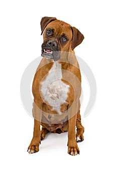 Boxer Dog with overbite