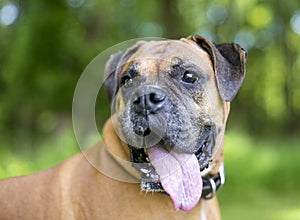 A Boxer dog panting with a long tongue