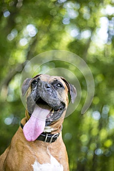 A Boxer dog panting with a long tongue
