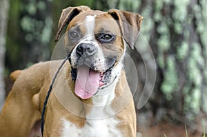 Boxer Dog panting tongue, pet adoption photography