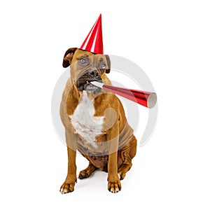 Boxer Dog Party Hat and Horn