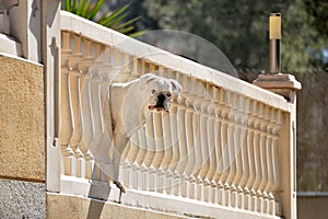 Boxer dog peering from the balcony