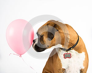 Boxer Dog and Pink Balloon