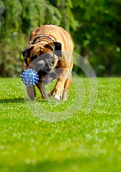 Boxer dog playing with ball