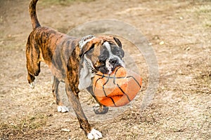 Boxer Dog Playing Ball Closeup In Park