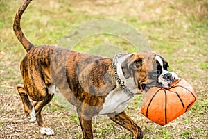 Boxer Dog Playing Ball Closeup In Park
