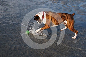 Boxer dog playing with ball in water