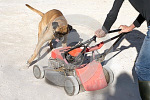 Boxer dog playing and chasing a lawnmower