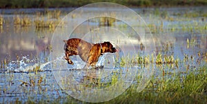 Boxer dog playing in the water