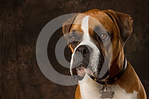 Boxer dog Portrait