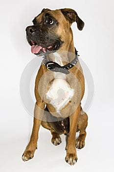 Boxer dog portrait.