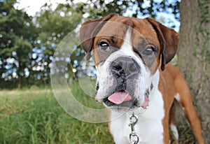 Boxer dog portrait