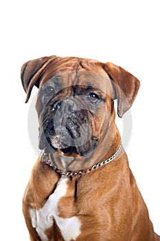 Boxer dog portrait