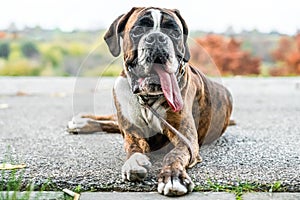 Boxer Dog Portrait Closeup In Park