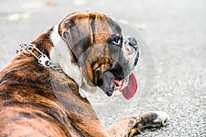 Boxer Dog Portrait Closeup In Park