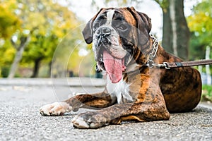 Boxer Dog Portrait Closeup In Park