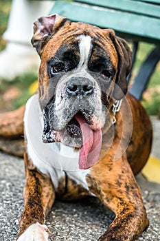 Boxer Dog Portrait Closeup In Park