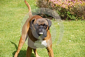 Boxer Dog