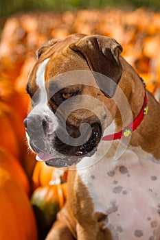 Boxer Dog in Pumpkin Patch