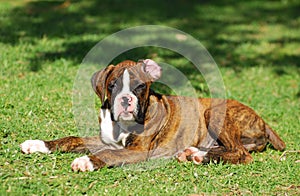 Boxer dog puppy