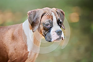 Boxer dog puppy face close up at outdoor park walking, green grass background, funny boxer dog face
