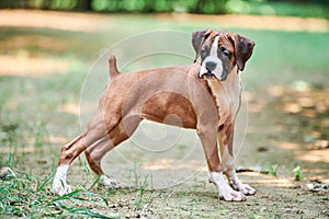 Boxer dog puppy full height portrait at outdoor park walking, green grass background