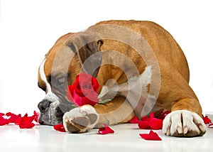 Boxer Dog Red Rose