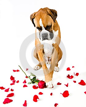 Boxer Dog Red Roses