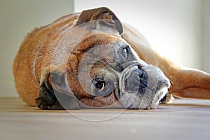 Boxer dog resting