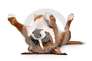 Boxer dog resting on white background