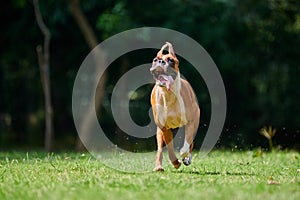 Boxer dog running with funny expression face when jumping on green grass summer lawn outdoor park