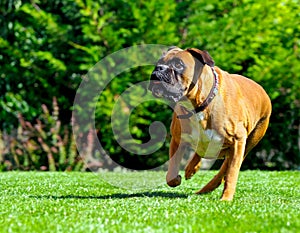 Boxer dog running over grass photo