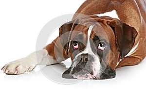 Boxer dog sad