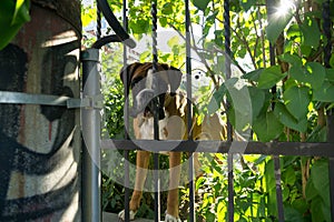 Boxer dog behind the fence. Slovakia
