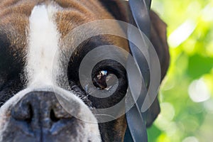 Boxer dog behind the fence. Slovakia