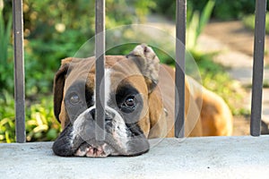 Boxer dog behind the fence. Slovakia