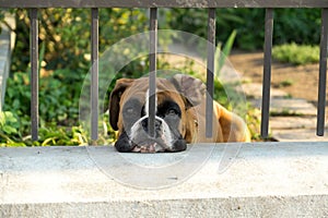 Boxer dog behind the fence. Slovakia