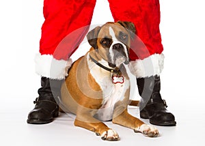 Boxer Dog with Santa