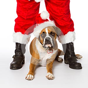 Boxer Dog with Santa