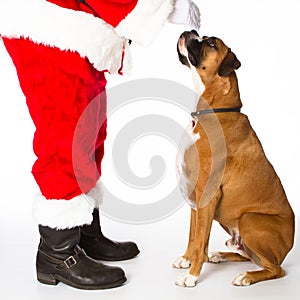 Boxer Dog with Santa