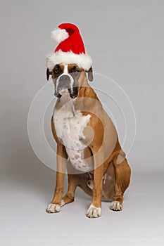 Boxer Dog in Santa Hat