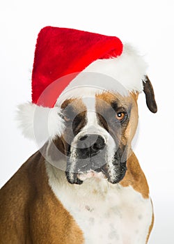 Boxer Dog in Santa Hat