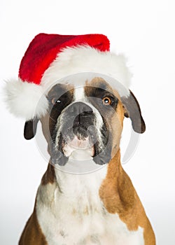 Boxer Dog in Santa Hat