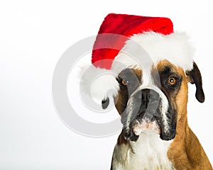 Boxer Dog in Santa Hat