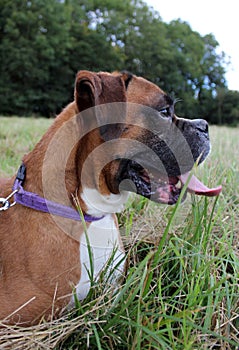 Boxer dog sat in grass